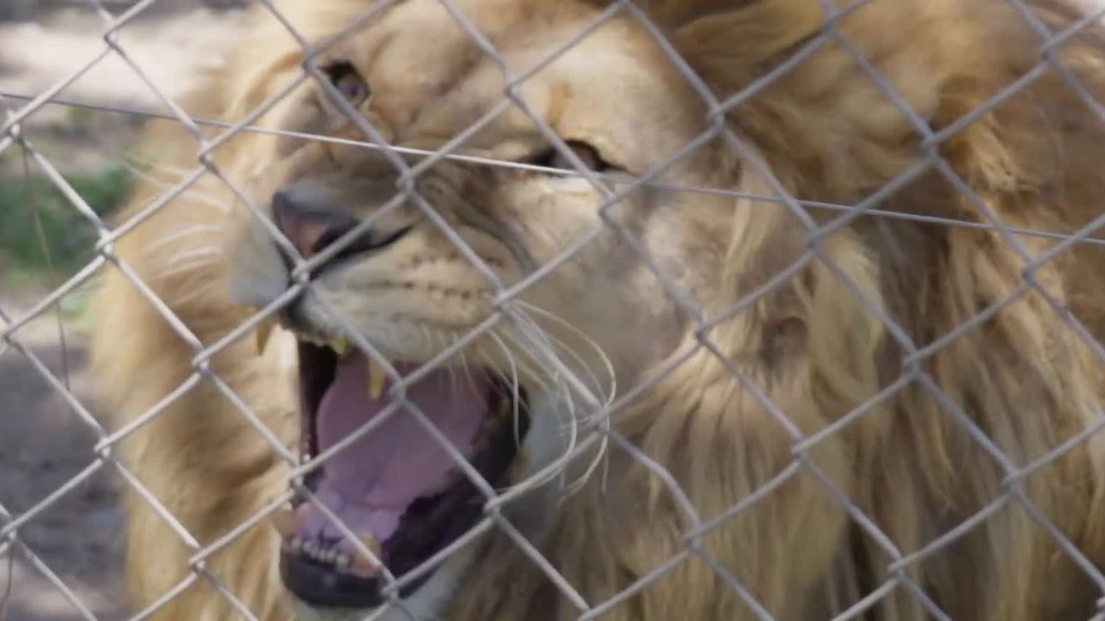 Conoce la historia médica de Odín en "Acción Animal"
