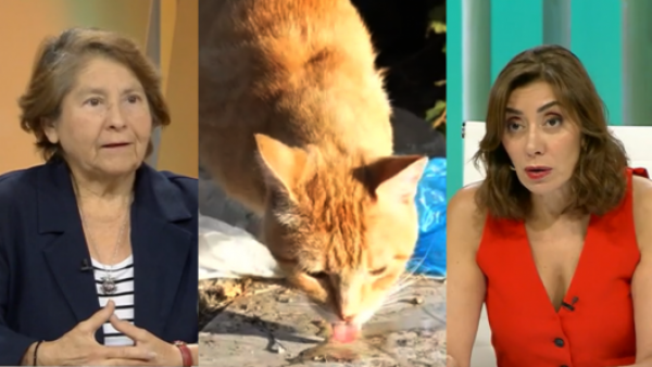 Carmen Gloria a tu servicio: ¿Qué pasó con la casa que tenía 40 gatos?
