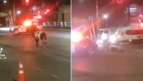 VIDEO | Carabinero es atacado por ternero en San Bernardo
