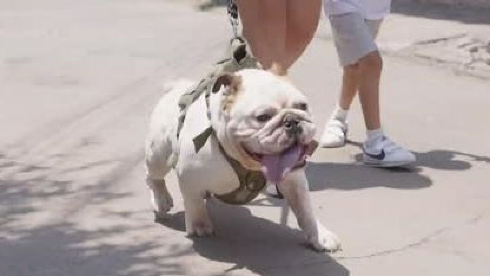 Él es Mike, un bulldog inglés que busca ayuda médica en "Acción Animal"
