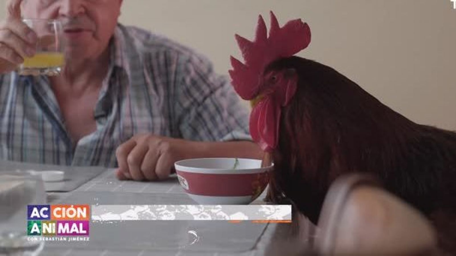Conoce las fantásticas historias del siguiente capítulo de "Acción Animal"
