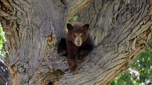 Oso mata a adulto mayor de 89 años y su perro en EE.UU.: La policía ha abatido a tres ejemplares
