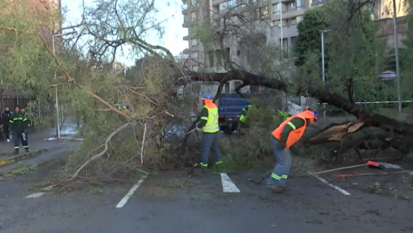 Caida de gigantesco árbol provoca desvíos y corte de calle en Santiago Centro
