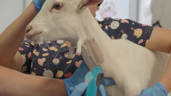 Acción Animal, con Sebastián Jiménez: Capítulo 17
