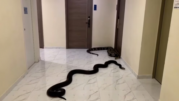 De terror: vecino libera serpientes en su edificio como venganza por el ruido
