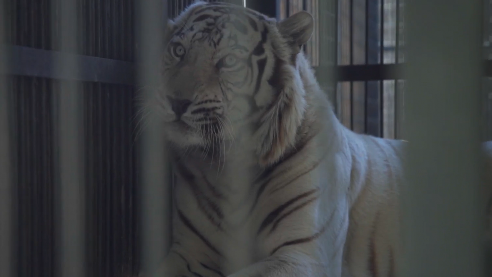 Acción Animal, con Sebastián Jiménez: Capítulo 18
