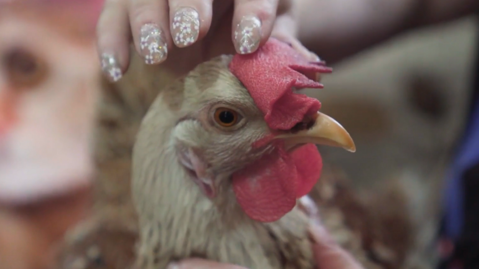 Luna, una gallina muy especial: Revisa un adelanto del próximo capítulo de "Acción Animal"
