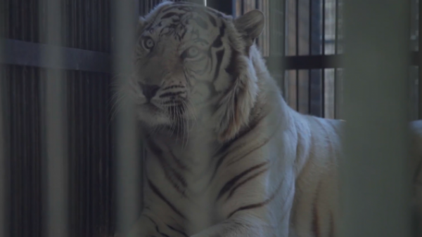 Acción Animal, con Sebastián Jiménez: Capítulo 18

