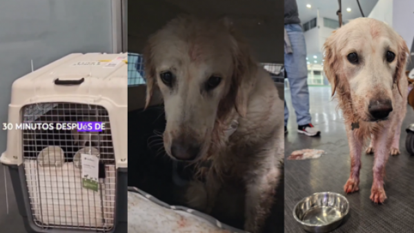 Perrita aterrizó ensangrentada: denuncian presunto maltrato animal en aerolínea
