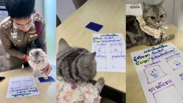 Gata rebelde: enfrenta a policía y consigue "libertad bajo fianza" en Tailandia
