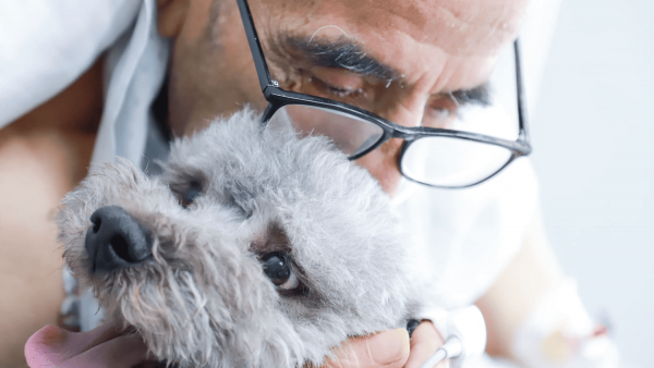Hospital Clínico U. de Chile permite visitas de mascotas a pacientes críticos
