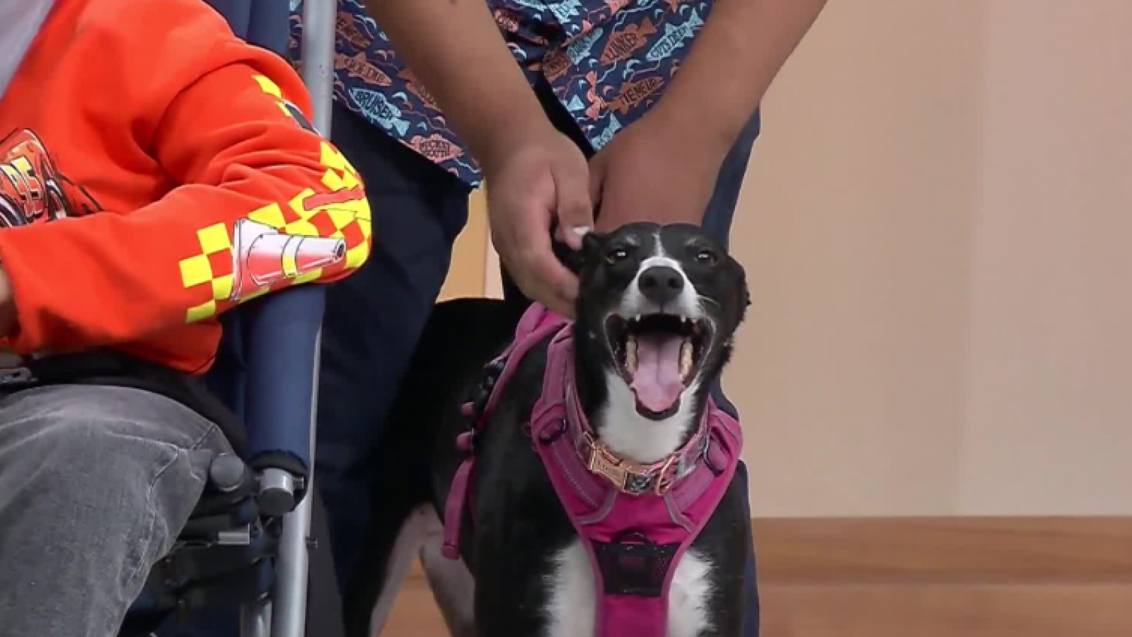 Lucía, la perrita que se "robó la película" en Carmen Gloria a tu Servicio

