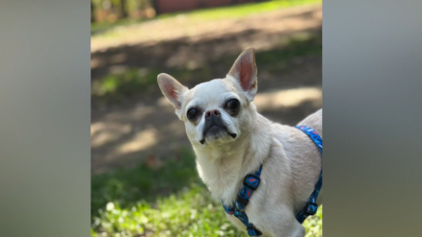 ¡Devuelvan a Luciano!: Joven encontró a perrito desaparecido y no quiere entregarlo
