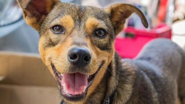 Perros sin raza, pero con salud: beneficios genéticos de los "quiltros"
