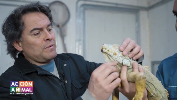 "Acción Animal” en NTV va en ayuda del perrito Loki y una iguana