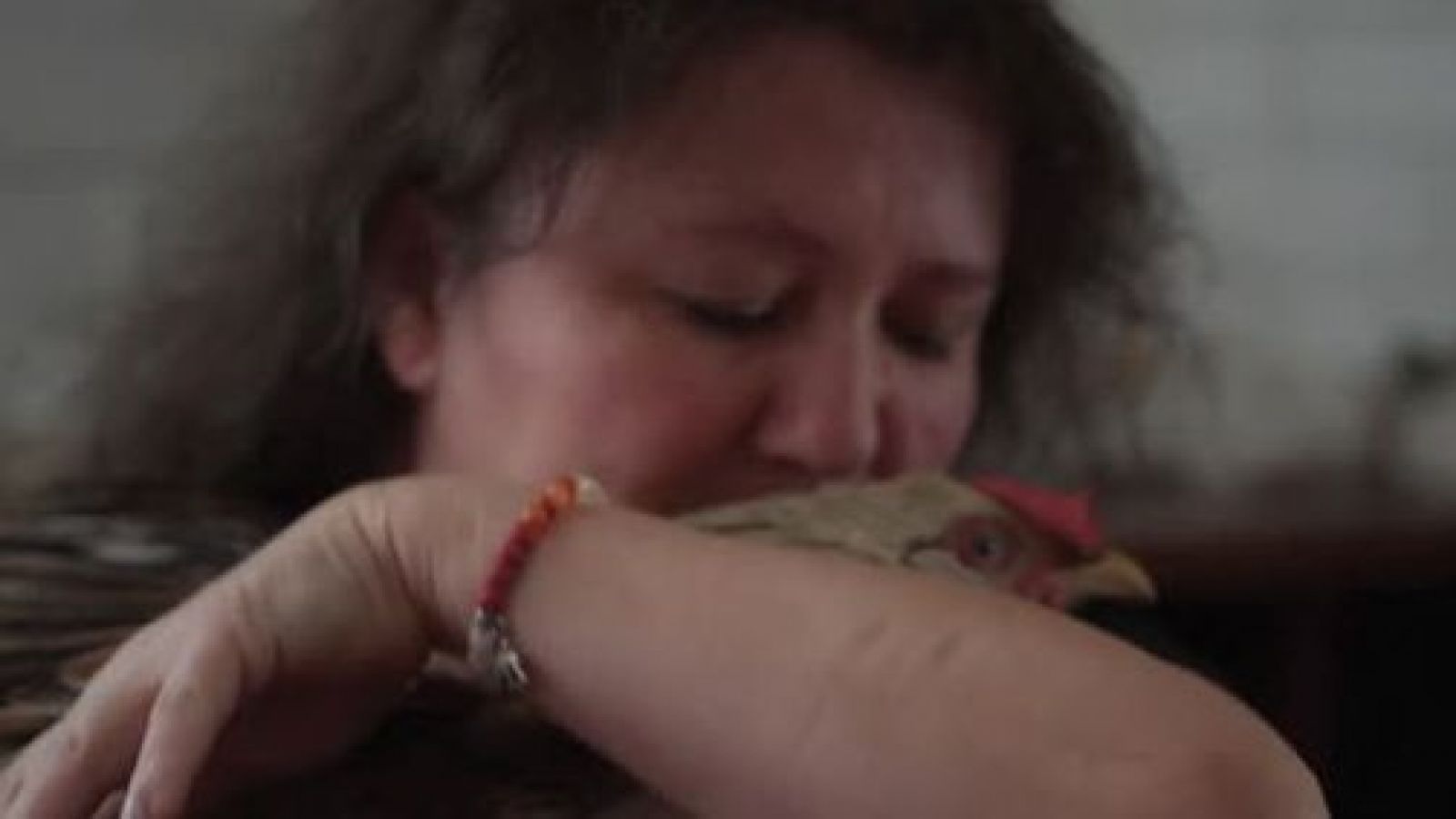 ¿Luna podrá volver a caminar?: Conoce la emotiva historia médica de esta gallina
