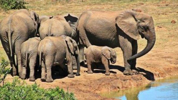 Autorizan el sacrificio de 50 elefantes por sobrepoblación en Zimbahue
