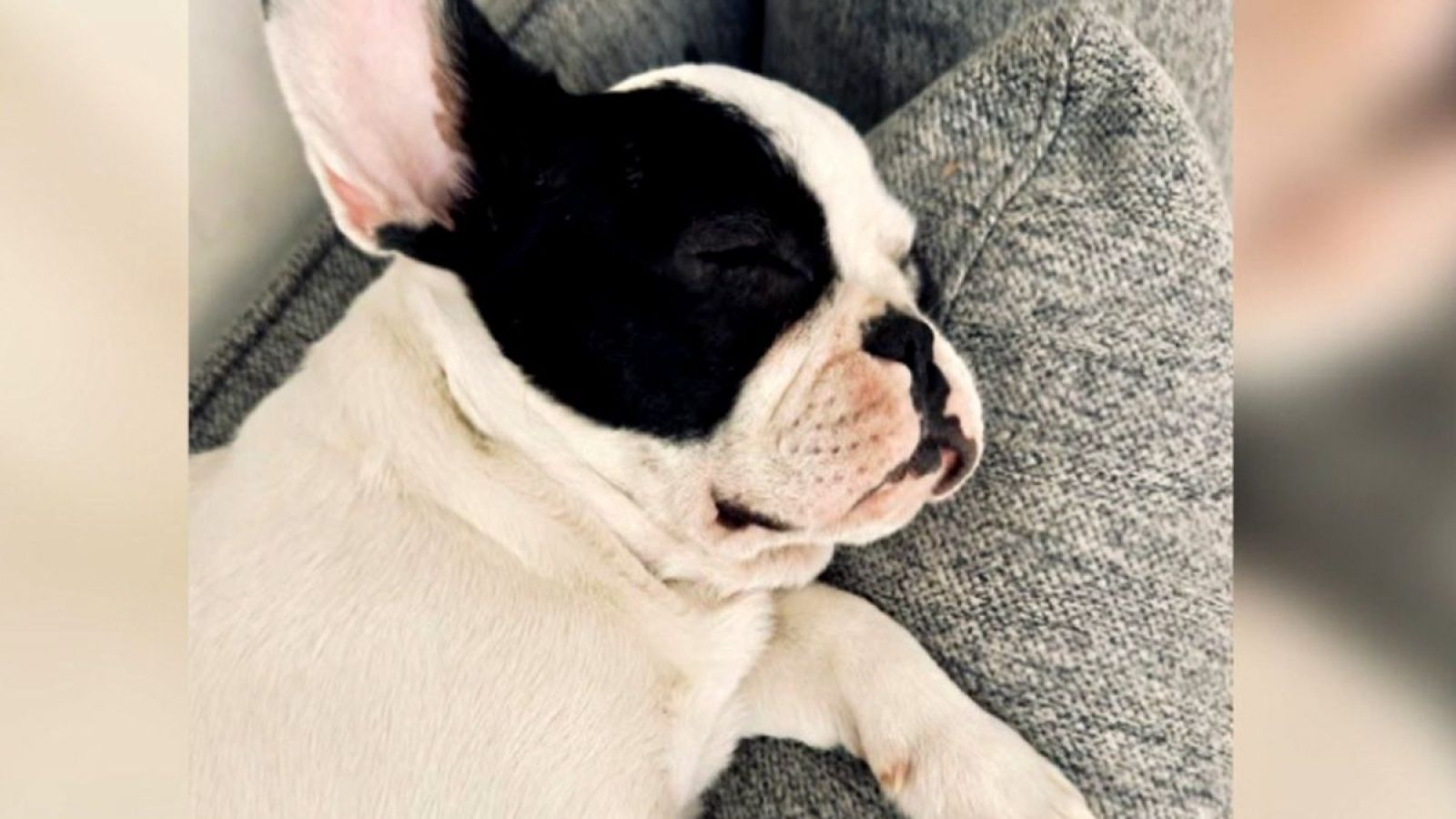 La angustiante búsqueda de "Lola", una perrita de 6 meses que fue robada

