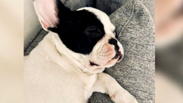 La angustiante búsqueda de "Lola", una perrita de 6 meses que fue robada
