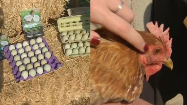 ¿Cuánto cuestan los huevos de gallinas azules y dónde conseguirlos?
