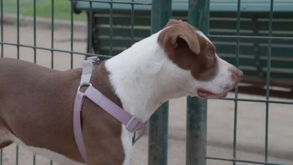 Karu fue protagonista en "Acción Animal", ¿cómo estuvo su evolución?