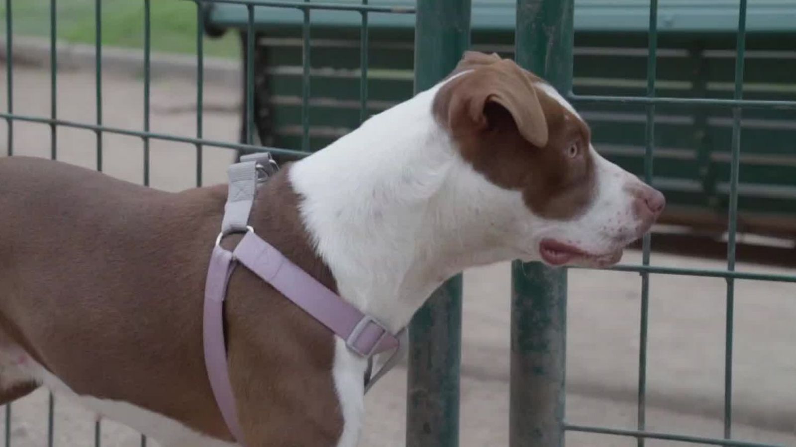 Karu fue protagonista en "Acción Animal", ¿cómo estuvo su evolución?
