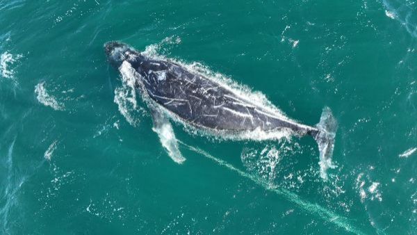 Lleva días enredada con una cuerda: buscan con desesperación a ballena jorobada en Australia

