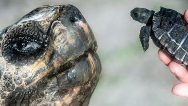 Goliat: la tortuga que piden reconocer como el "padre primerizo más viejo de la historia"
