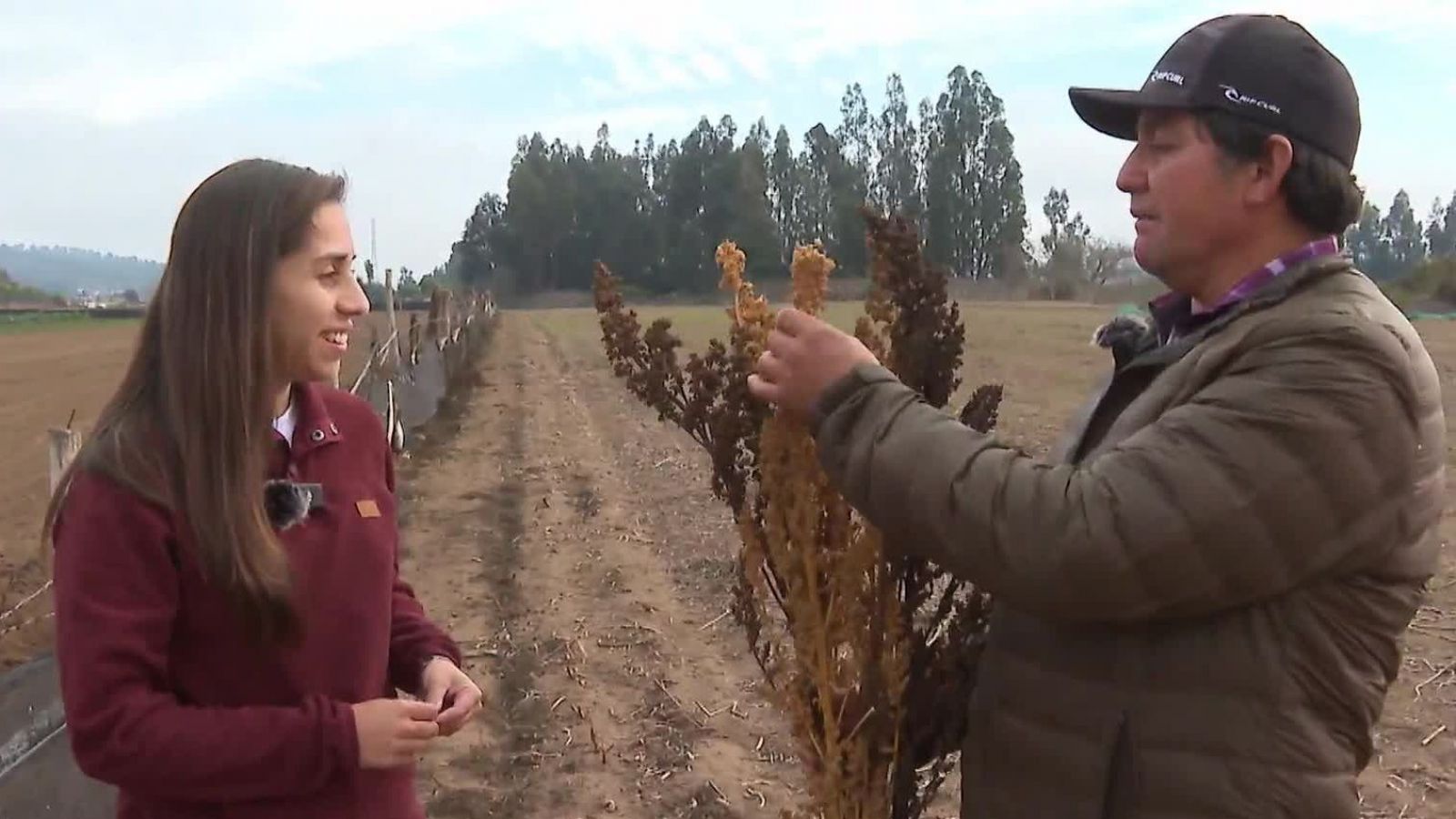 Chile Conectado: Su majestad el rey de la quinoa
