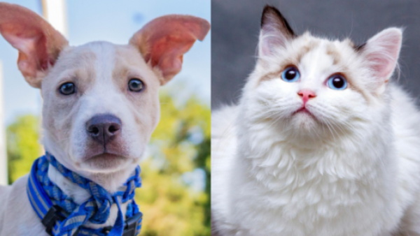 Hasta 5 años de cárcel: Brasil prohíbe tatuajes y piercings en perros y gatos
