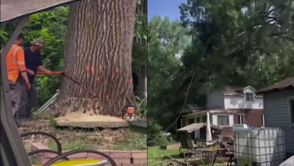 Tala de árbol provocó grave accidente: Terminó cayendo sobre una casa
