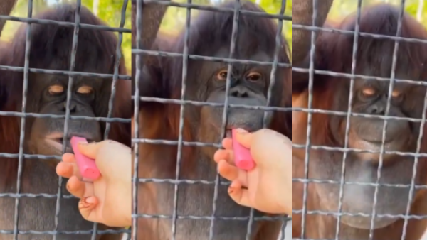 Indignación por mujer que dio de fumar a orangután en peligro de extinción
