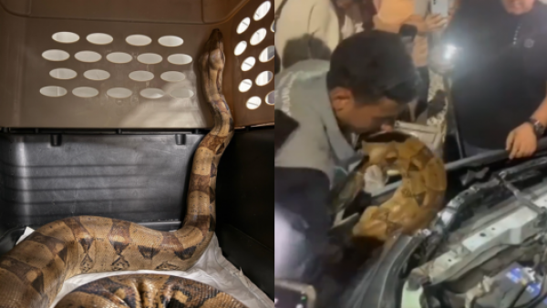 Mide más de dos metros: hallan a una boa escondida en el motor de un auto en Colombia
