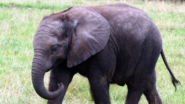 <p>Imagen referencial elefante </p>Tragedia en África: elefante mató a dos turistas durante un safari en Zambia
