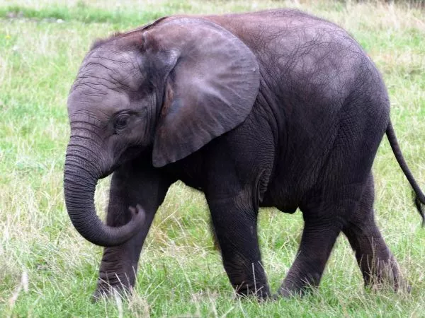 Imagen referencial elefante