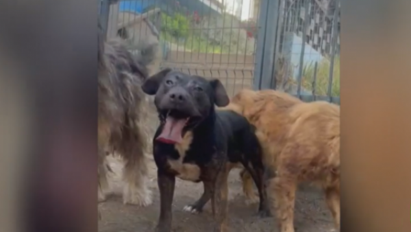 Vecinos de Reñaca denuncian a mujer que mantiene a más de 40 animales en su casa
