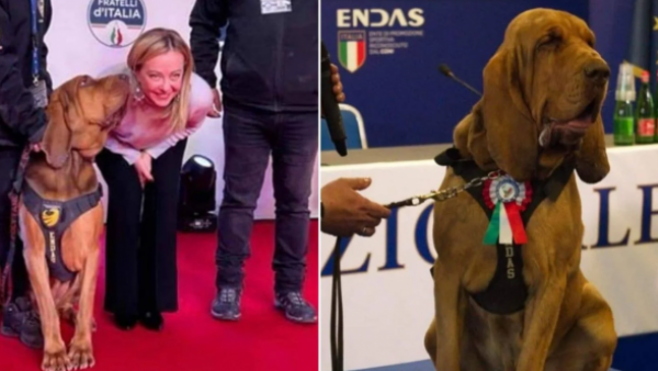 Fue considerado como un héroe: El cruel asesinato de perrito que salvó a nueve personas en Italia

