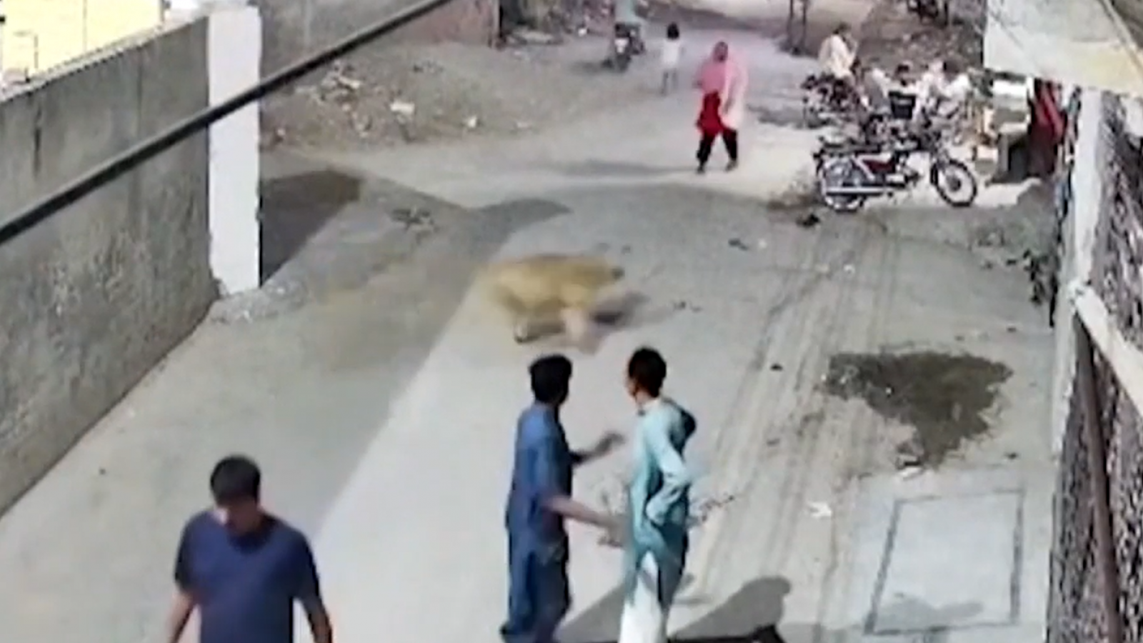 Impactantes imágenes: León escapa y ataca a madre y sus hijos en Pakistán
