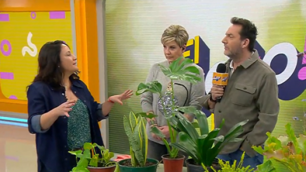 ¿De exterior o con poca luz? Aprenda los mejores consejos para cuidar sus plantas
