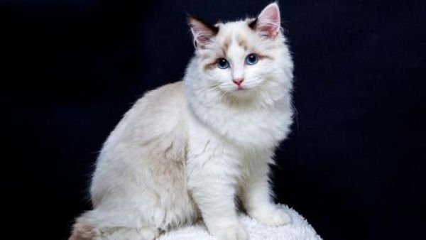 Anciano chino ofreció su herencia a cambio de cuidar a su gato tras su fallecimiento
