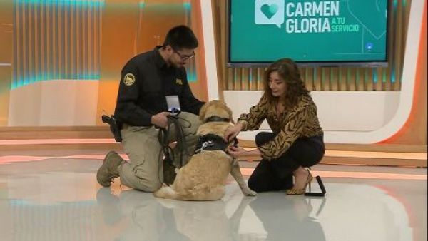 Emma: la perrita PDI que se jubila tras siete años y que fue homenajeada en Carmen Gloria a Tu Servicio

