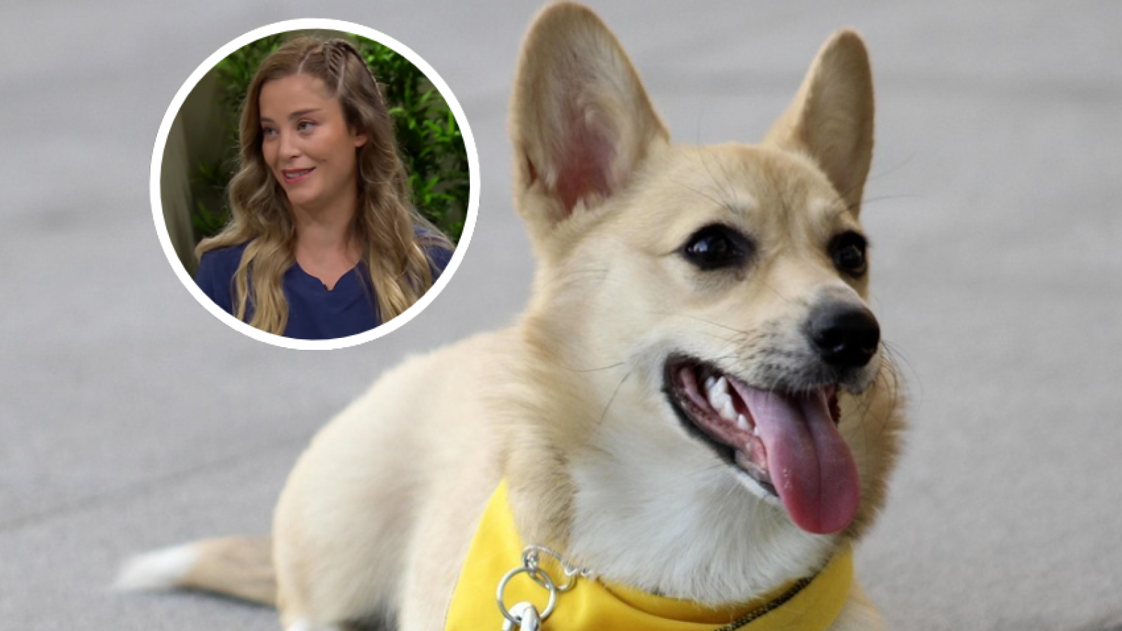 ¿Es verdad que un perro engorda tras le esterilización?

