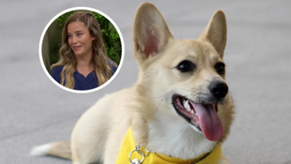 ¿Es verdad que un perro engorda tras le esterilización?
