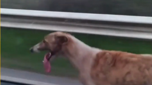 El momento en que Daniel Fuenzalida rescató a su perrito Sebastián