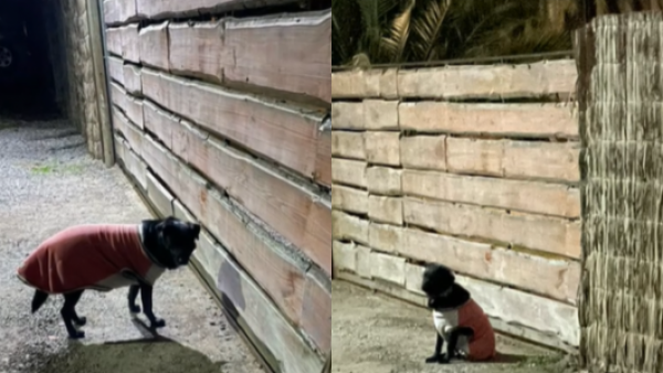 Pasó de tener un hogar a vivir en abandono: familia reemplaza a perrito por otro