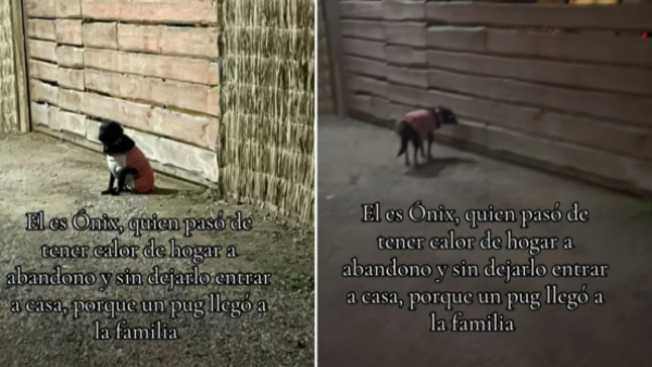 Maldad pura contra Ónix: Dueños lo abandonaron tras adoptar a otro perro
