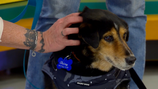 ¿Cómo cuidar a los perritos del frío?
