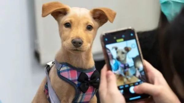 Día del Perro: Siete de cada diez hogares en Chile conviven con una mascota