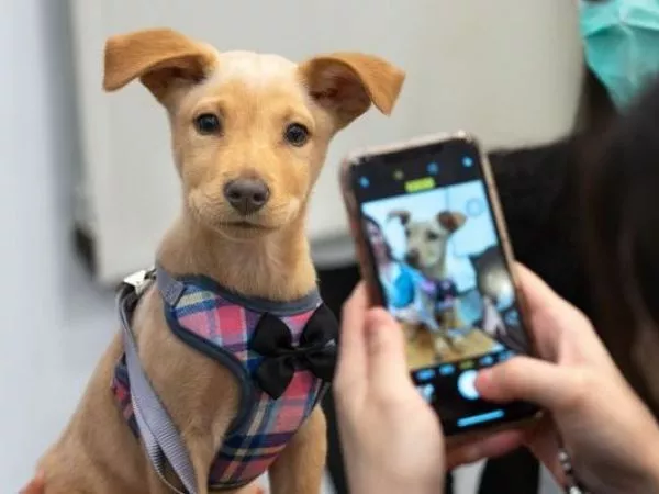 Día del Perro: Siete de cada diez hogares en Chile conviven con una mascota