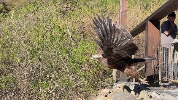 <p>Posible intoxicación: liberan águila en Valle de Colchagua tras rehabilitación de 60 días</p>Posible intoxicación: liberan águila en Valle de Colchagua tras rehabilitación de 60 días
